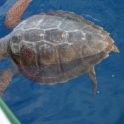 We nearly ran into this turtle north of the Cape Verdes.