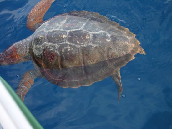 We nearly ran into this turtle north of the Cape Verdes.